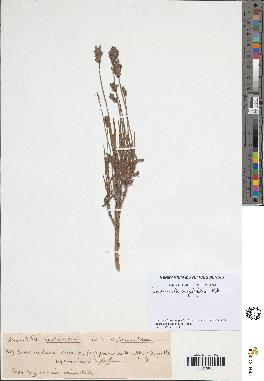 spécimen de Lavandula angustifolia