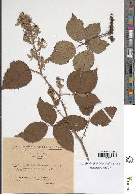 spécimen de Rubus argenteus