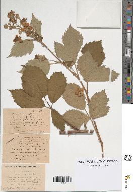 spécimen de Rubus argenteus