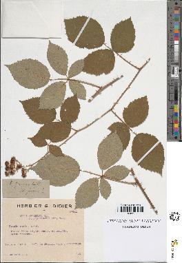 spécimen de Rubus argenteus