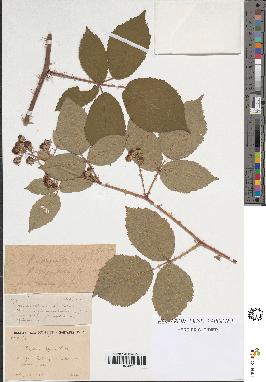 spécimen de Rubus argenteus