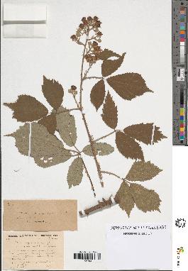 spécimen de Rubus argenteus