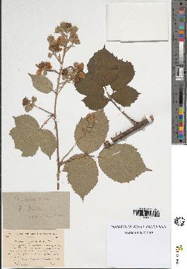 spécimen de Rubus argenteus