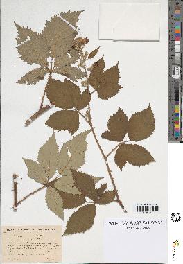 spécimen de Rubus argenteus