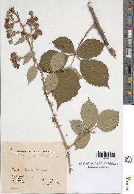 spécimen de Rubus argenteus