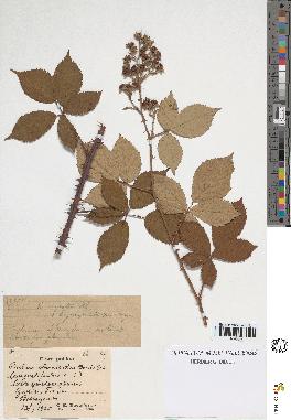 spécimen de Rubus argenteus