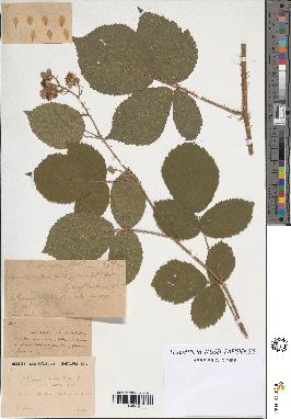 spécimen de Rubus obscurus