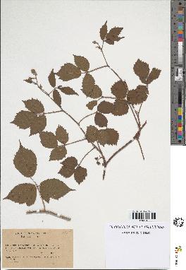 spécimen de Rubus obscurus