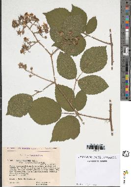 spécimen de Rubus obscurus