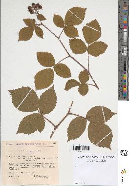 spécimen de Rubus obscurus