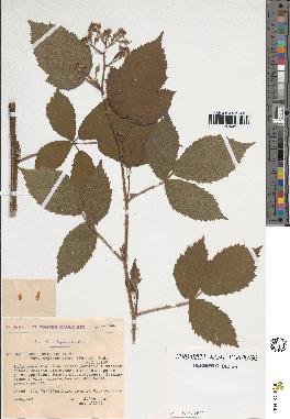 spécimen de Rubus obscurus