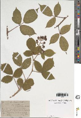 spécimen de Rubus obscurus