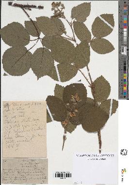 spécimen de Rubus obscurus