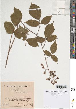 spécimen de Rubus obscurus