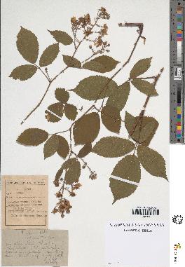 spécimen de Rubus obscurus