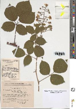 spécimen de Rubus obscurus