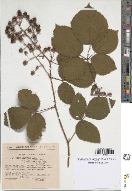 spécimen de Rubus obscurus