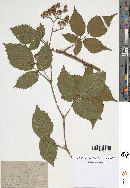 spécimen de Rubus obscurus