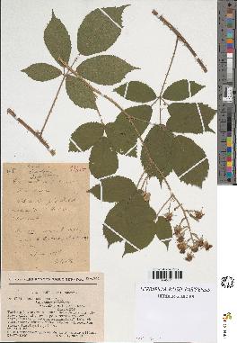 spécimen de Rubus obscurus