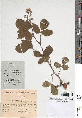 spécimen de Rubus obscurus