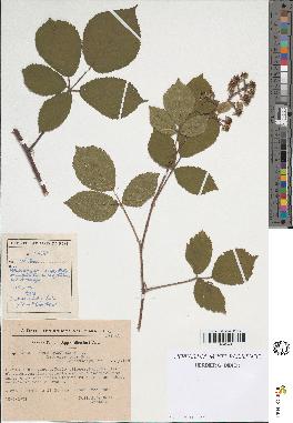 spécimen de Rubus obscurus