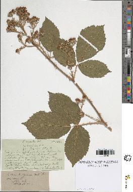 spécimen de Rubus rhombifolius