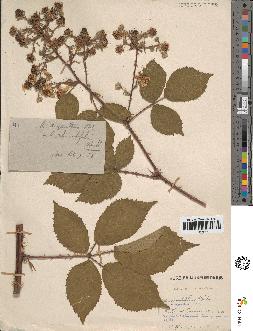 spécimen de Rubus rhombifolius