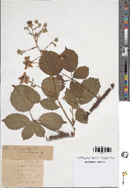 spécimen de Rubus rhombifolius