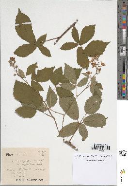 spécimen de Rubus rhombifolius