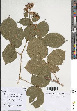 spécimen de Rubus obscurus