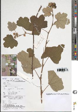 spécimen de Rubus sp.
