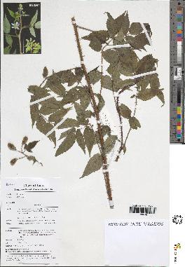 spécimen de Rubus sp.