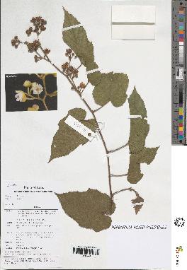 spécimen de Rubus sp.