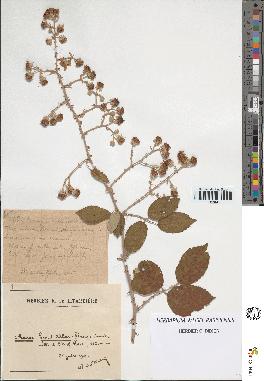 spécimen de Rubus contractifolius