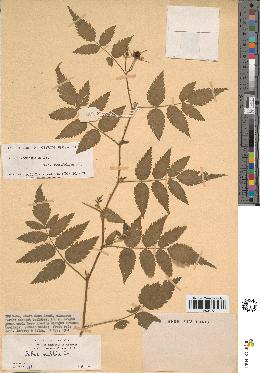 spécimen de Rubus rosifolius