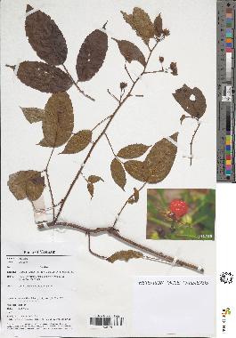 spécimen de Rubus sp.