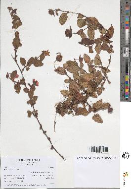 spécimen de Rubus coriaceus