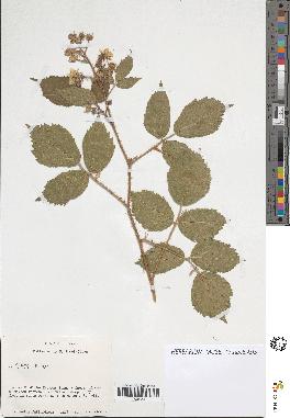 spécimen de Rubus sp.