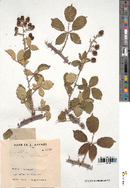 spécimen de Rubus ulmifolius