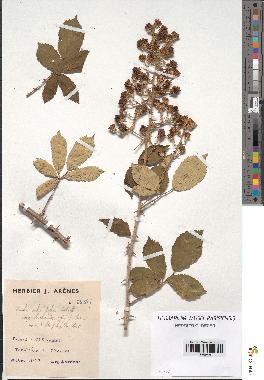 spécimen de Rubus ulmifolius