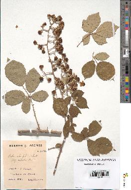 spécimen de Rubus ulmifolius