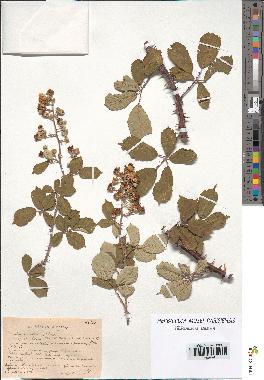 spécimen de Rubus ulmifolius