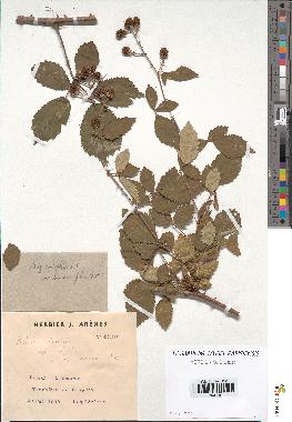 spécimen de Rubus ulmifolius