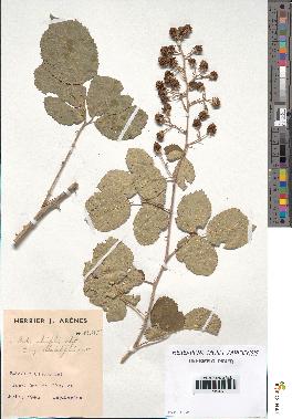 spécimen de Rubus ulmifolius