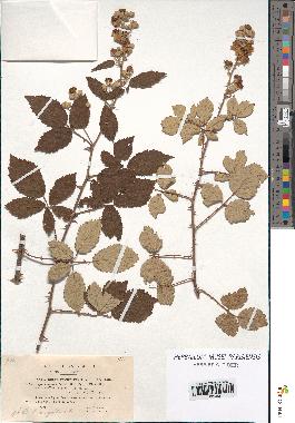 spécimen de Rubus ulmifolius