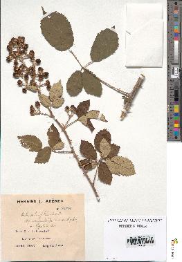 spécimen de Rubus ulmifolius