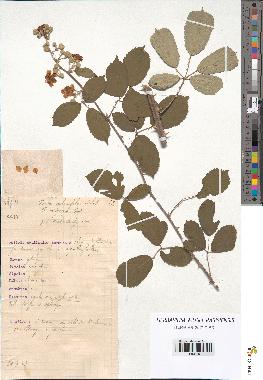 spécimen de Rubus ulmifolius