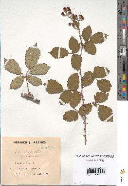 spécimen de Rubus ulmifolius
