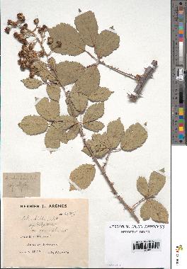 spécimen de Rubus ulmifolius