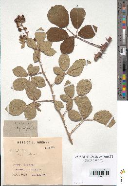 spécimen de Rubus ulmifolius